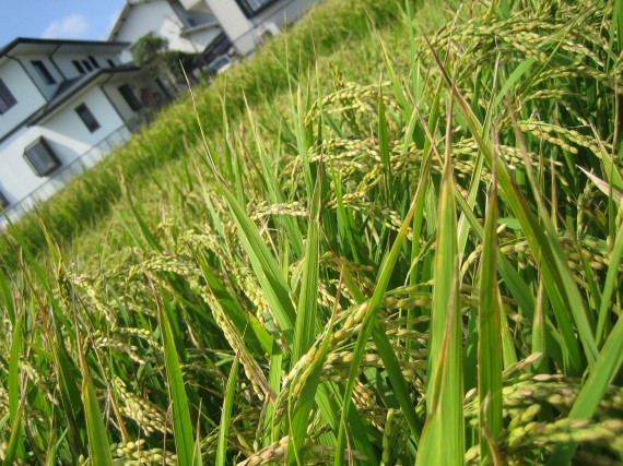 Riz prêt à la cueillette